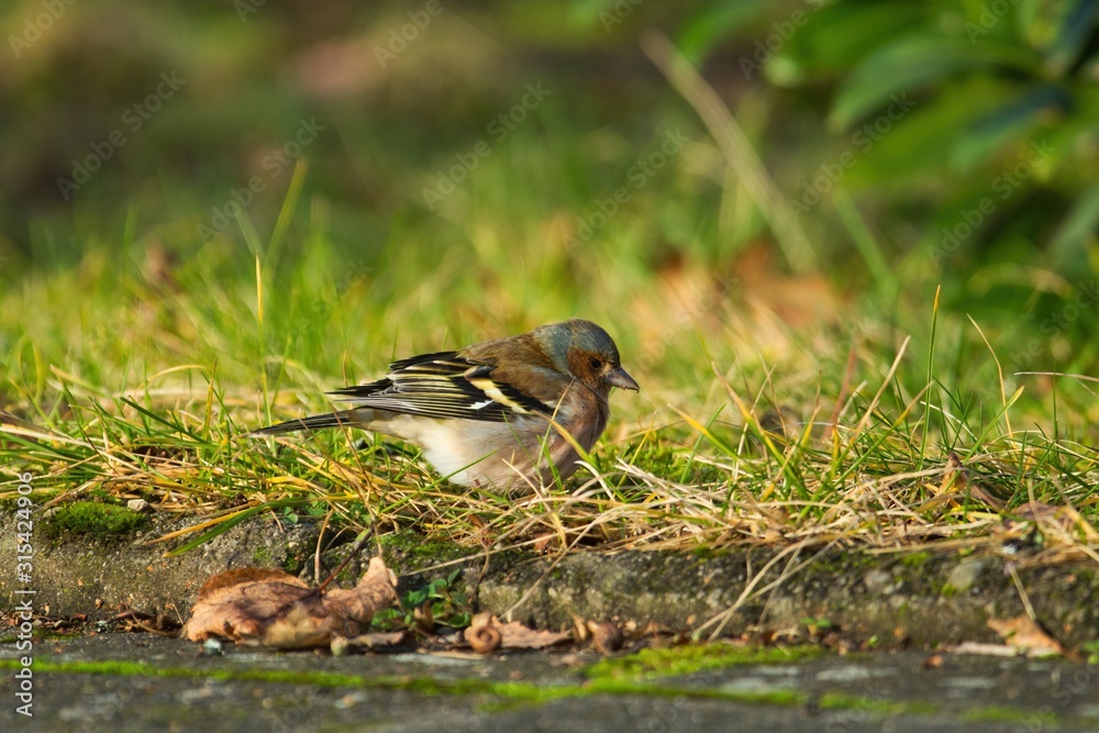Ein Buchfink sitzt im Herbst ein einer grünen Wiese und sucht nach Nahrung, Fringilla coelebs Ein Buchfink sitzt im Herbst ein einer grünen Wiese und sucht nach Nahrung, Fringilla coelebs