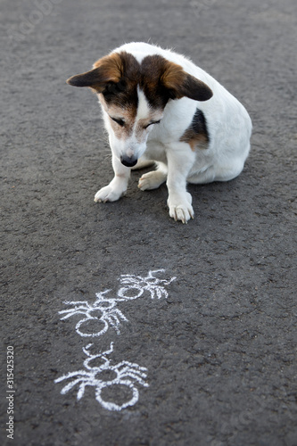 Mongrel sitting on asphalt watching drawn ant trail