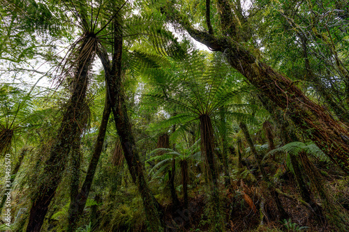 New Zealand fern wood