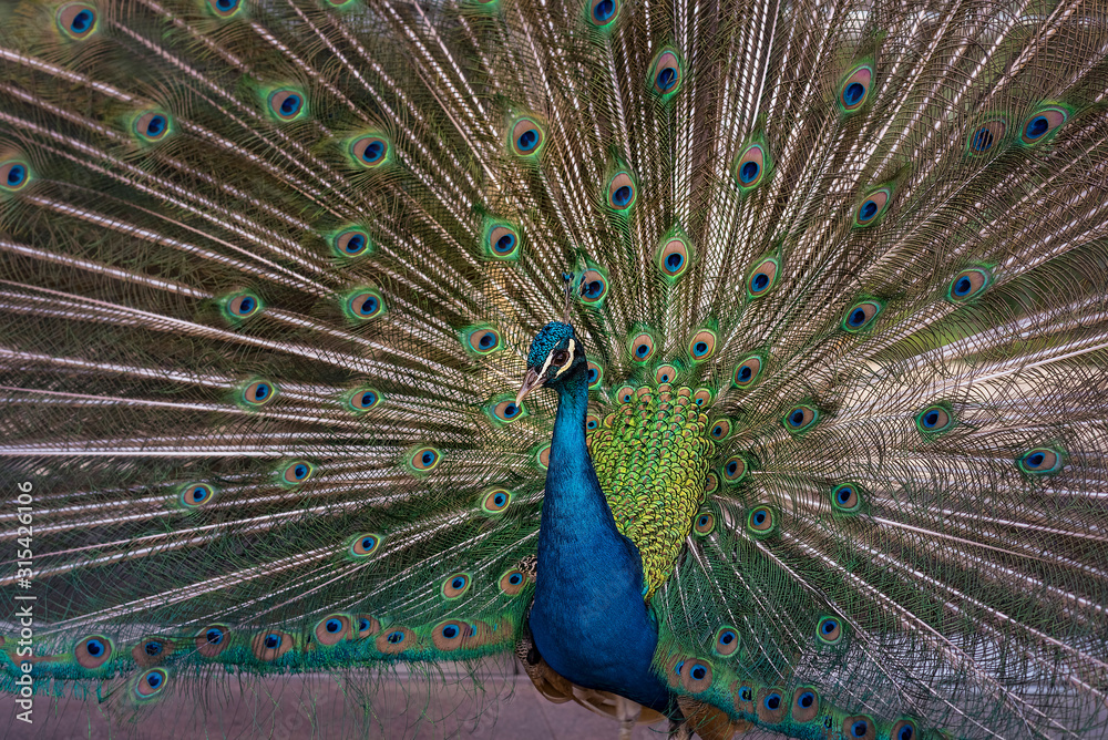 Fototapeta premium Peacock in the park of El Retiro