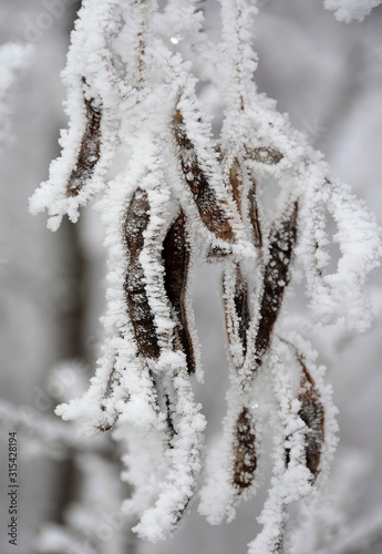 frozen acacia pods on a branch