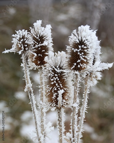 a flower of frozen thistles