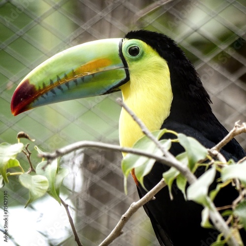 Toucan - Tucano  photo