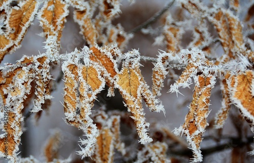 frozen leaves on a branch