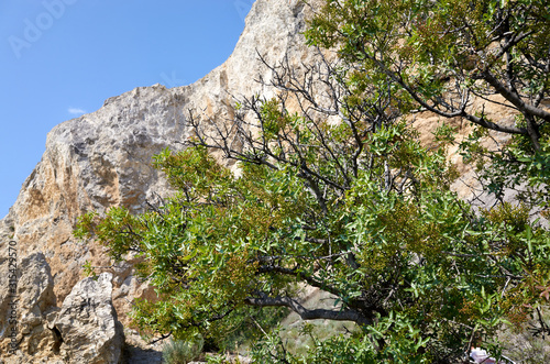 Obraz na płótnie The rocky coast of the Black Sea. Growing tree with fruits. Cape Alchak in Sudak, Crimea w salonie