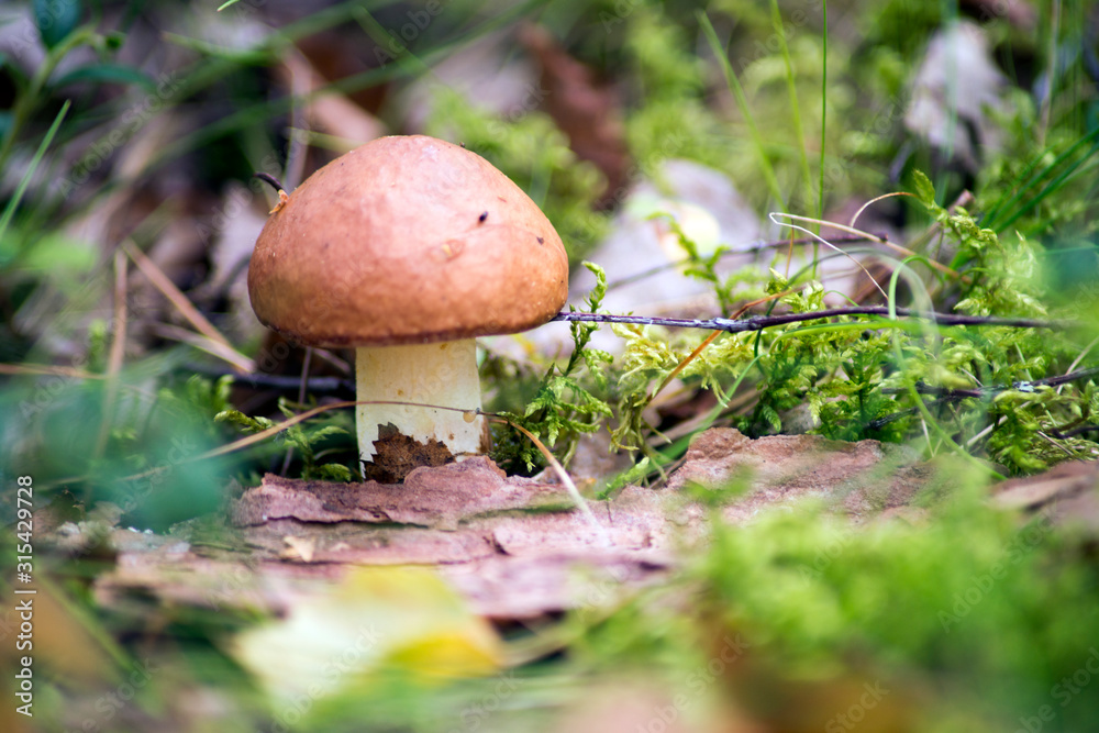 Aspen mushroom or simply heather and big edible mushroom Aspen mushroom or simply heather and big edible mushroom