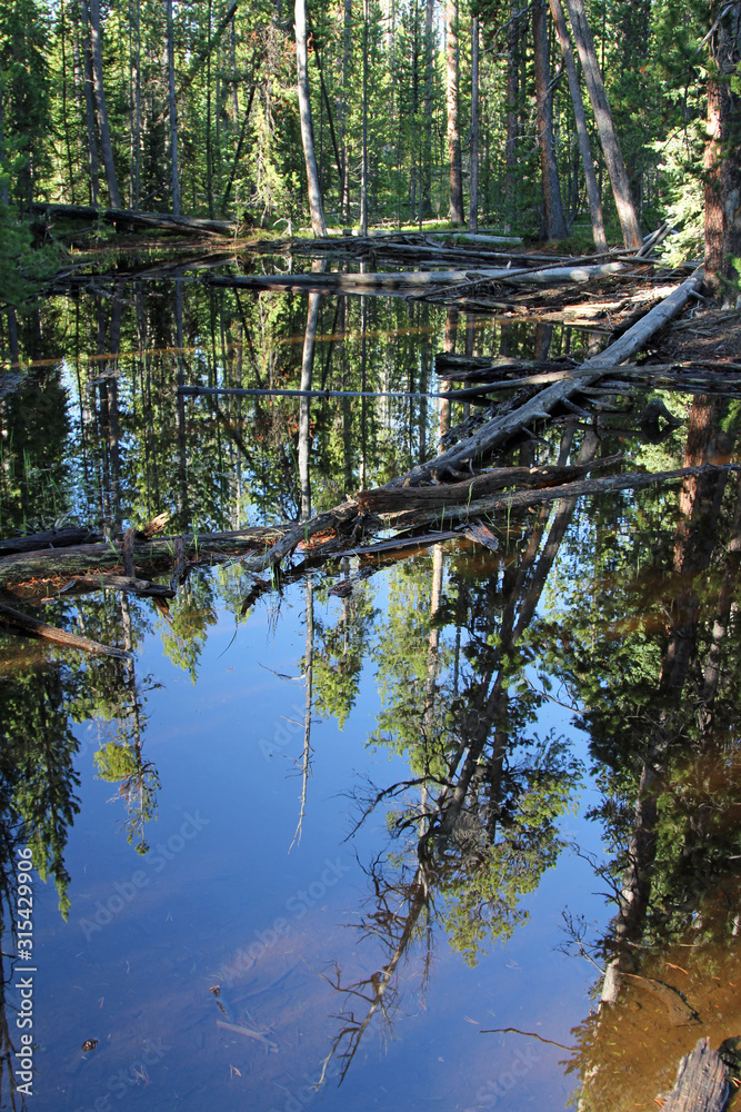 Obraz premium Reflecting Pool in Forest