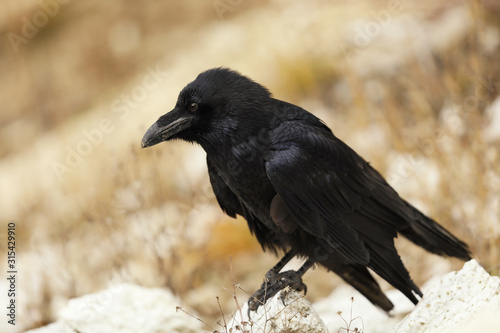 Common raven - Corvus corax - sitting on stone in summertime