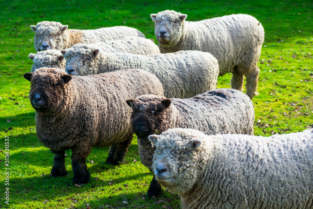 Naklejka premium Olde English Babydoll Southdown unsheared hornless sheep on green grass meadow. The sheep are used to clear the grounds and underbrush at the winery's vineyards