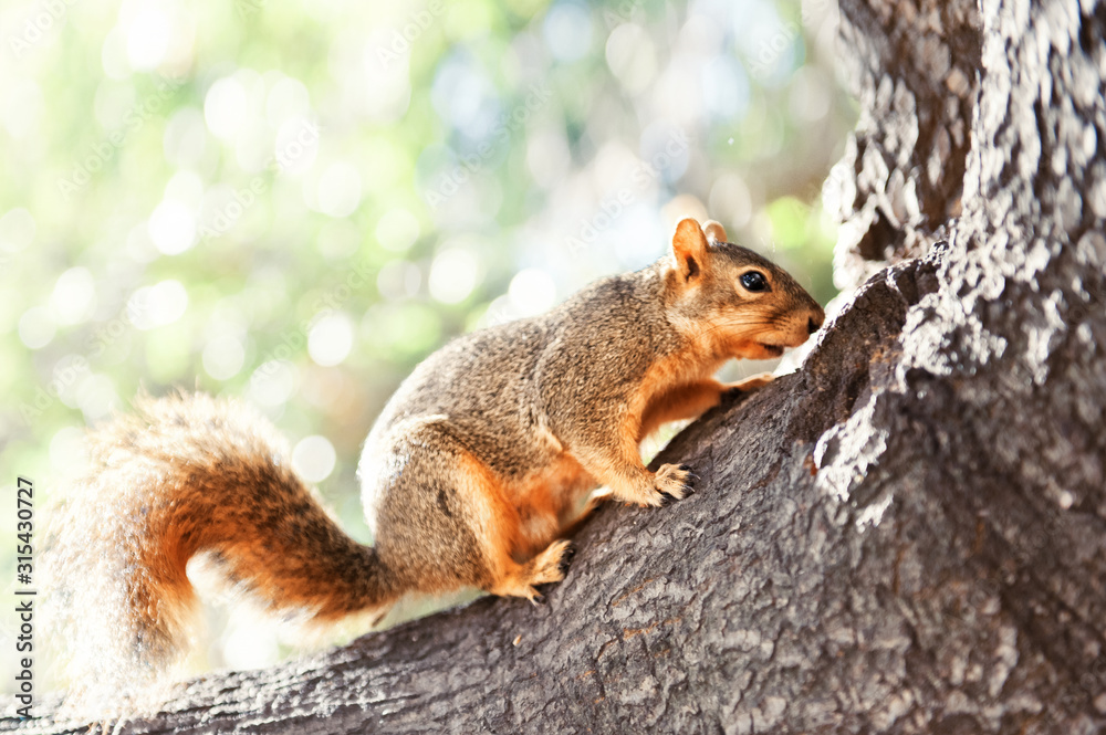 American red squirrel in yard of University of California, Berkeley looking for food. Popular in all world rodent with furry tail. Small animal in big city. American red squirrel in yard of University of California, Berkeley looking for food. Popular in all world rodent with furry tail. Small animal in big city.