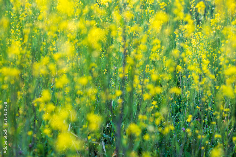 Fototapeta premium Rape blossoms