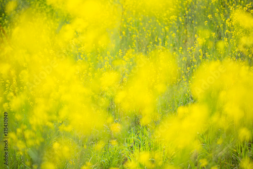 Rape blossoms