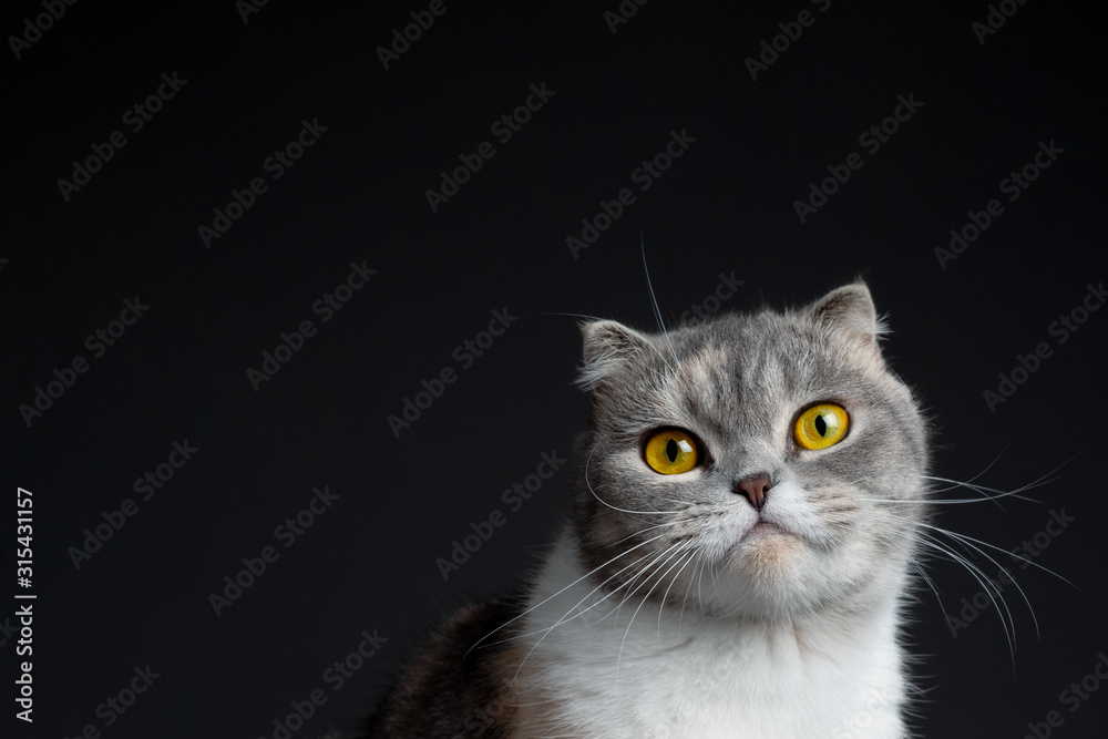 Close up portrait of purebred scottish fold cat looking up