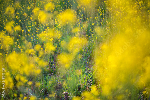 Rape blossoms