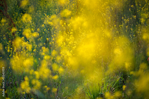 Rape blossoms © 崇文 山西