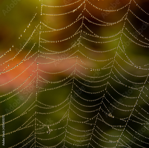 Spiderweb with dew on autumn morning