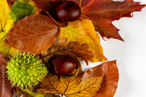 autumn leaves with horse chestnuts flatlay white background