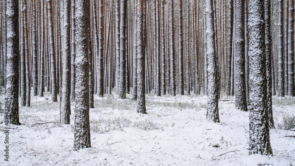Winter forest with bare trees