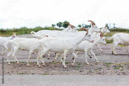 Fototapeta Naklejka Na Ścianę i Meble -  Goats on the farm