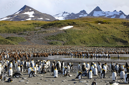 Healthy King penguins in a breeding colony on South Georgia Island.