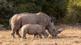 Rhinoceros mother and baby