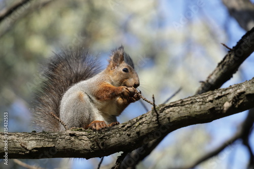 squirrel on a tree with a nut 