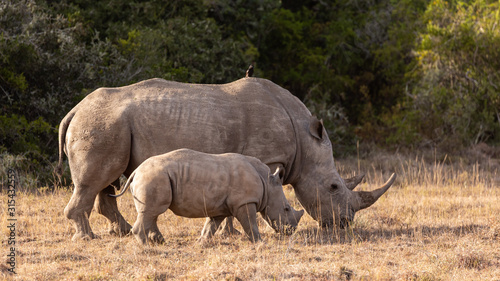 Rhinoceros mother and baby