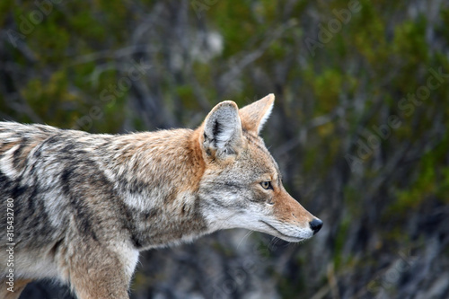 Slika na platnu Wild Coyote In Remote West Texas
