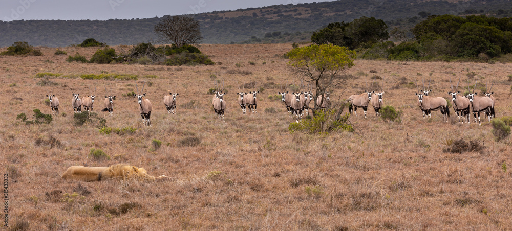 Sleeping lion watched anxiously by a herd of Oryx Sleeping lion watched anxiously by a herd of Oryx