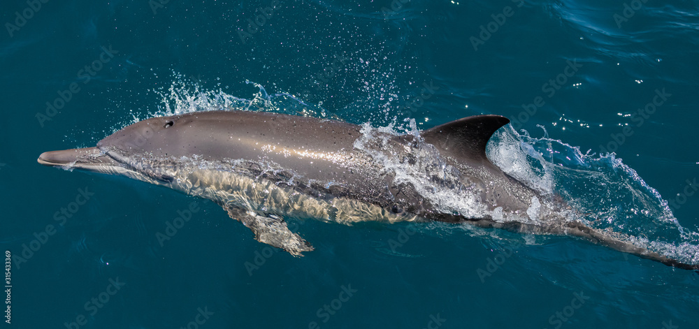 Fototapeta premium Long beaked common dolphins