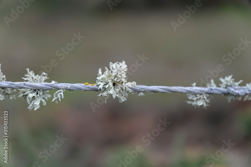 Lichen sur un fil © Casseb