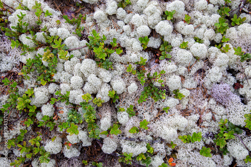 White reindeer moss (Cladonia stellaris) an important food source in arctic regions for reindeer and caribou during the winter months photo