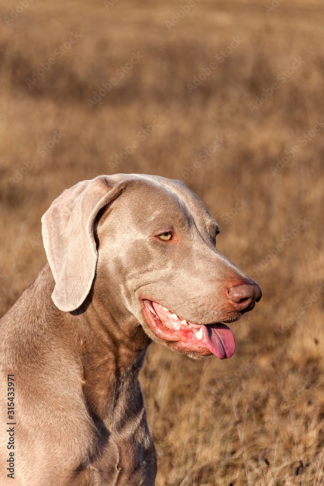 Weimaraner portrait. Close-up of a hunting dog. Loyal friend. Head of Weimaraner.
