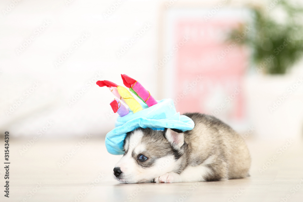 Obraz premium Husky puppy in birthday hat lying at home