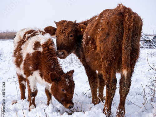 herd of bulls grazes in fence. Cows eat hay in snow in open aviary