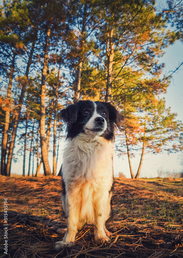 Vertical portrait of a lovely border collie dog in the nature, posing serious expression over the pine forest background. Beautiful scene with soft, orange sunset beams slipping through the trees. Vertical portrait of a lovely border collie dog in the nature, posing serious expression over the pine forest background. Beautiful scene with soft, orange sunset beams slipping through the trees.