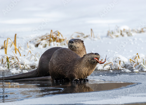 River Otters Fishing