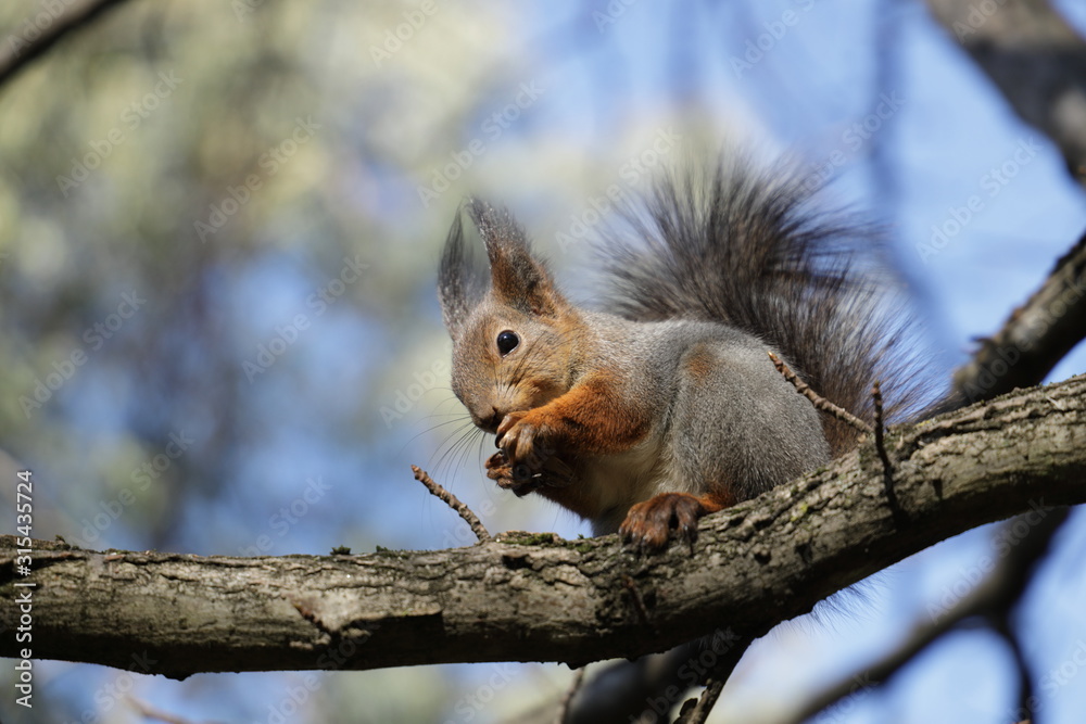 squirrel on tree