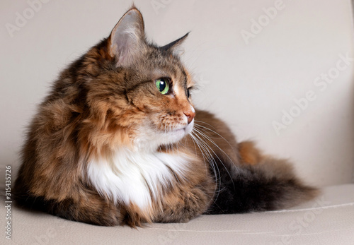 Domestic Long Hair Cat. Close-up of a red cat looking at the camera. A beautiful old cat with green, intelligent eyes. The cat's coat is tricolored