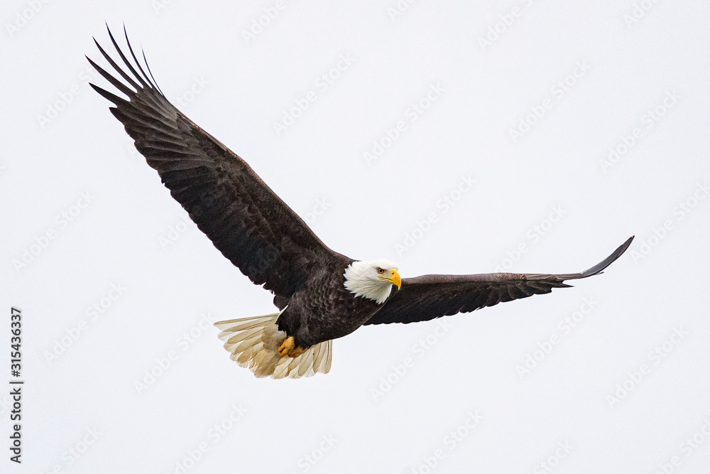 A bald eagle hunts over the Iowa River in downtown Iowa City on Monday, Jan. 13, 2019. A bald eagle hunts over the Iowa River in downtown Iowa City on Monday, Jan. 13, 2019.