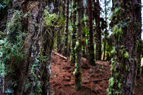 Bosque de   rboles y troncos con el fondo desenfocado y el piso rojo