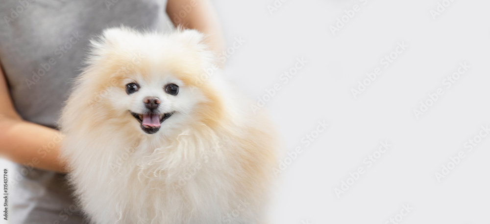 Professional groomer combing little dog pomeranian spitz, white background