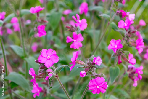 Flowers of a perennial plant Silene dioica known as Red campion or Red catchfly on a forest edge in the summer
