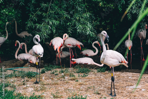 Pink flamingos. Green tree. Amazing nature. photo