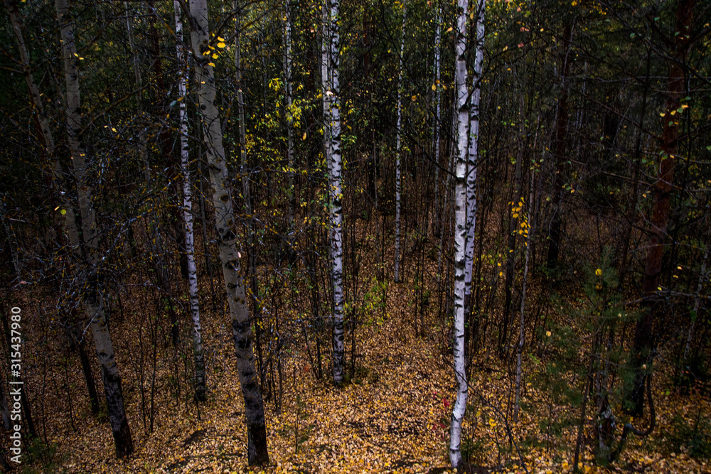 Obraz premium Autumn forest. View of trees from the top.