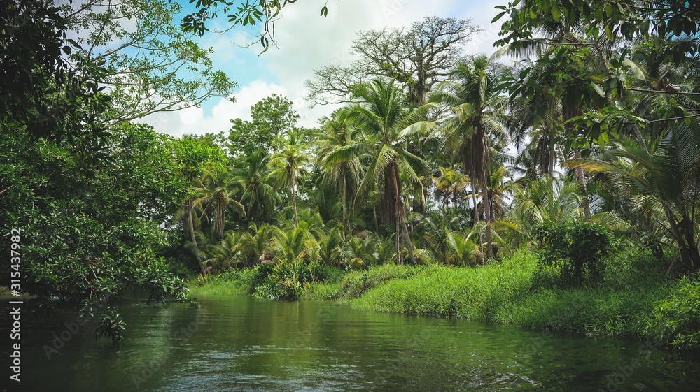 A beautiful calm River Landscape with green Palm Trees reflecting in the Water on a sunny Summer day in the Tropical Jungle Garden near Portobelo, Panama.