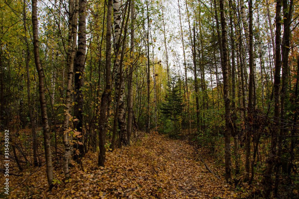 Scenic forest path in autumn grove. Beautiful russian nature. Scenic forest path in autumn grove. Beautiful russian nature.