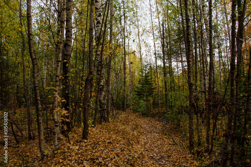 Scenic forest path in autumn grove. Beautiful russian nature.