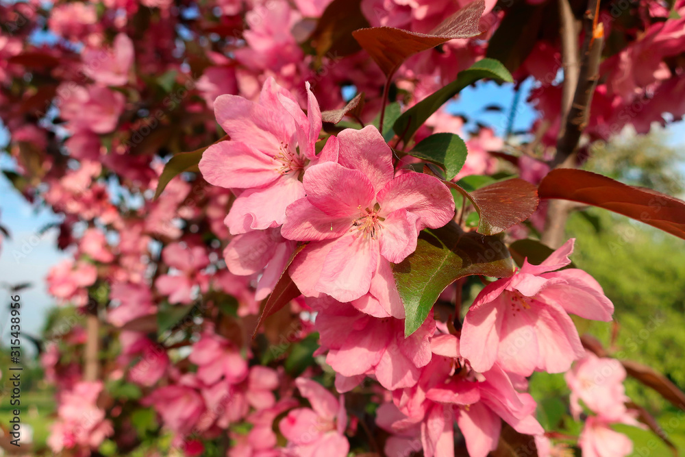 pink blooming apple tree flowers in spring in the park pink blooming apple tree flowers in spring in the park