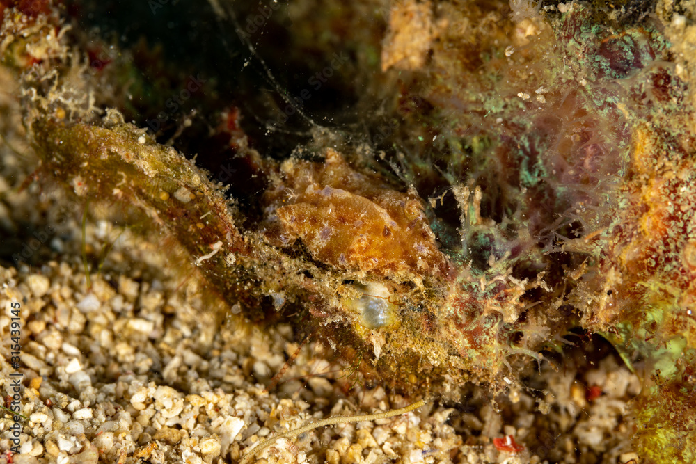 The most beautiful underwater snails of the Indian and Pacific Ocean The most beautiful underwater snails of the Indian and Pacific Ocean
